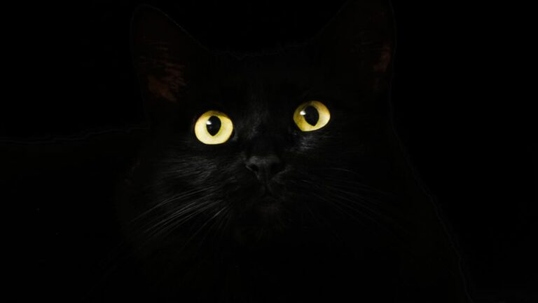 10 faits fascinants sur les chats noirs