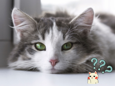 14 infos insolites sur les chats