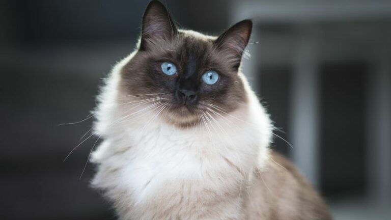 Chats Ragdoll : Découvrez les secrets de cette race féline irrésistible